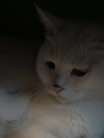 猫砂盆