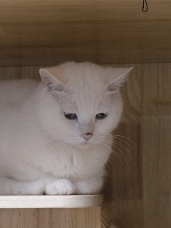 11的深夜冒险：偷吃惯犯的监控实录