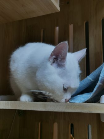 13一家的早餐时间:5只猫的干饭现场