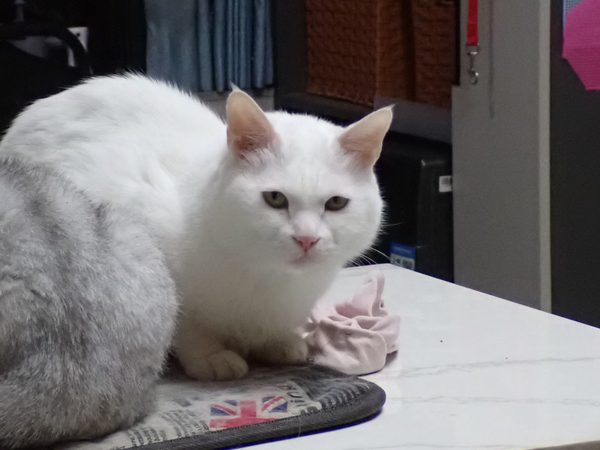 猫咪泌尿健康：喝水量、猫粮选择与疾病预防