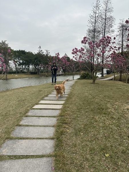 干粮vs湿粮vs生骨肉：8宠之家的喂养方案对比