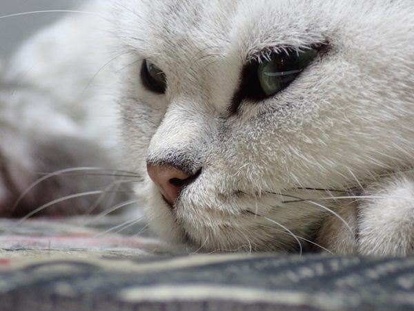 猫咪饮水机怎么选：NANA的三次换机血泪史