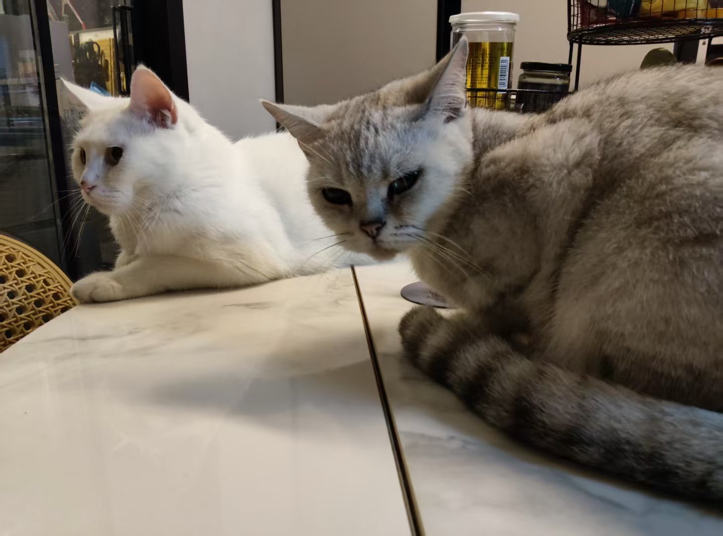 两只猫相处·新成员融入