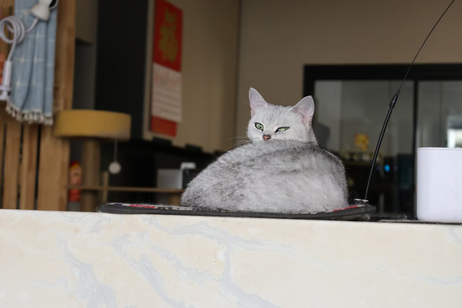 猫在大理石台面·降温