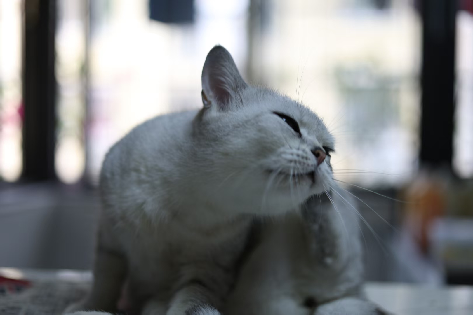 NANA抓痒·玩具体验
