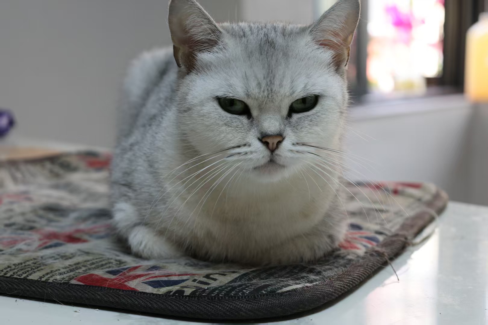 NANA放松·猫砂体验